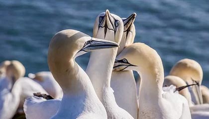 半岛体育：把热爱打磨成可信的体育叙事