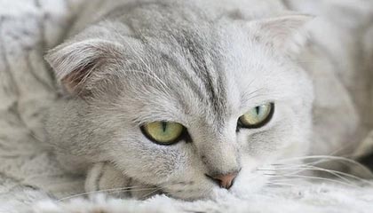 足球直播-乒乓球亚洲杯：国乒4人晋级四强